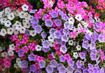 矮牵牛花