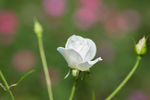 月季花