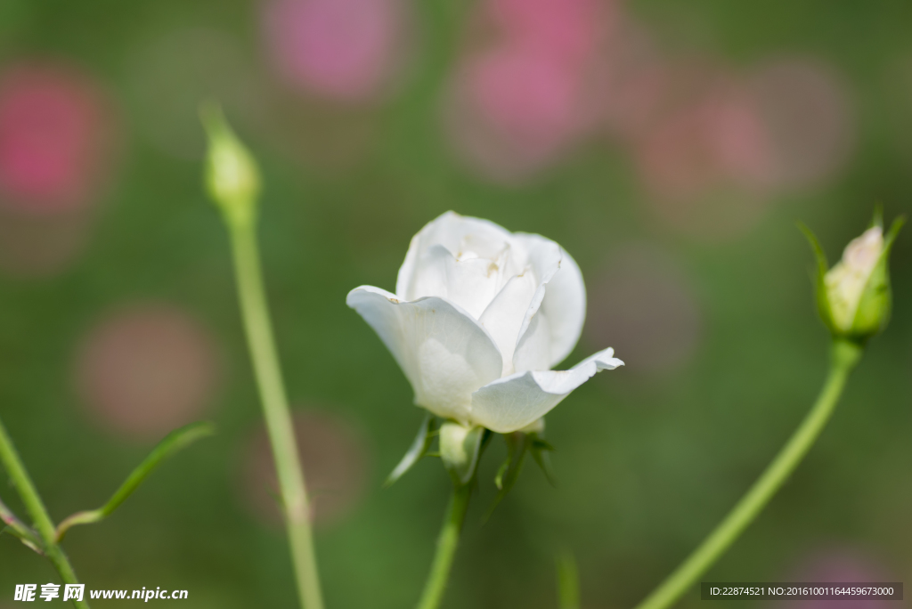 月季花