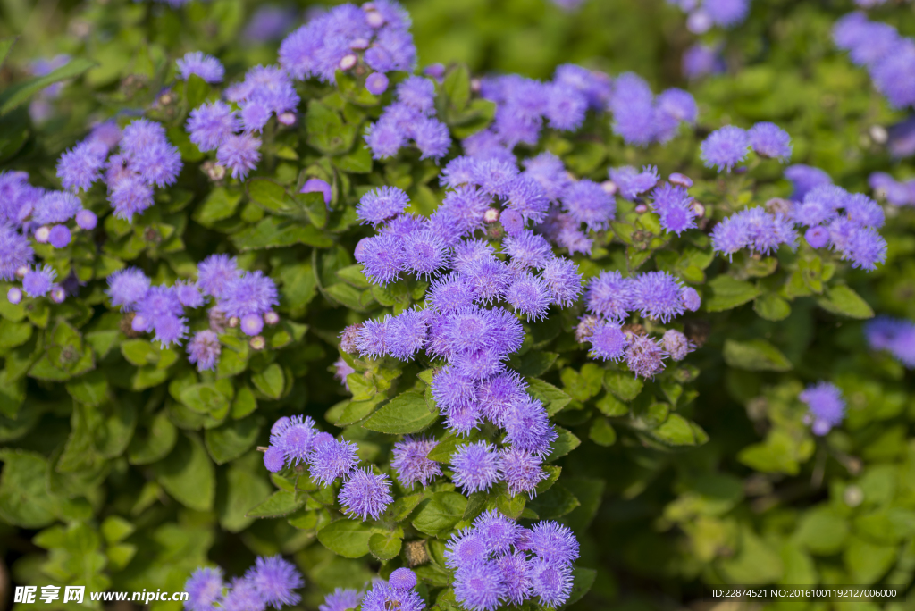 小花