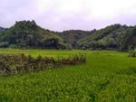 山川田野