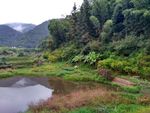 田园树林