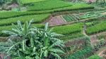 田野的芭蕉树