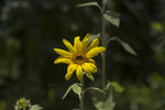 黄花