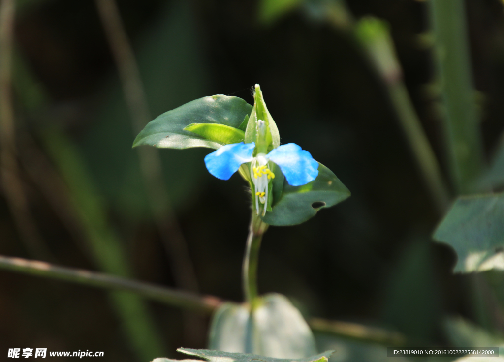 蓝色小花