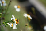 小白花与蜜蜂