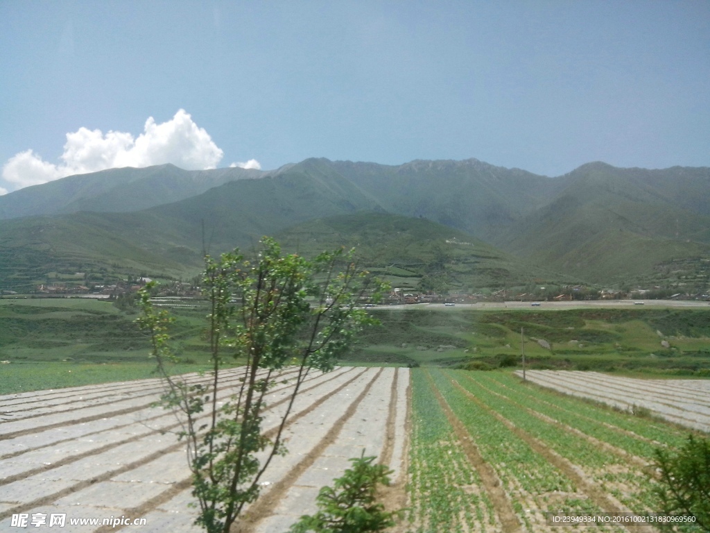 高原的植物