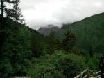 雨后黄龙的植被