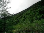 原生态植被