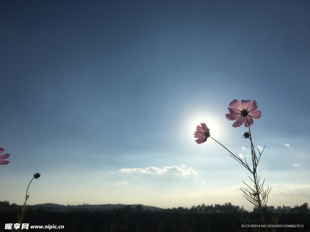 夕阳下的花