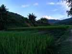 傍晚的田野