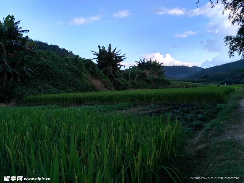 傍晚的田野