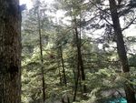 五彩池旁边的树林