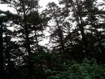 树林的风景