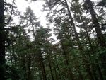 原始森林的树