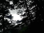 原始森林的天空