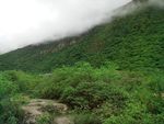 原生态植被