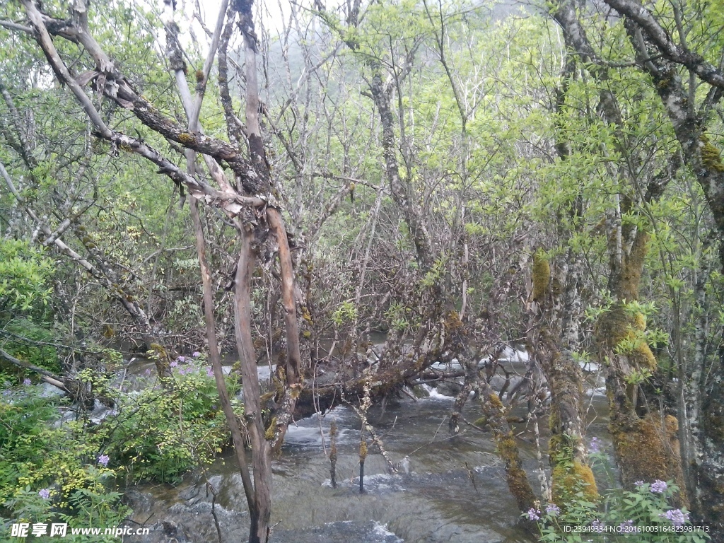 黄龙沟植被