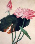中国风工笔莲花