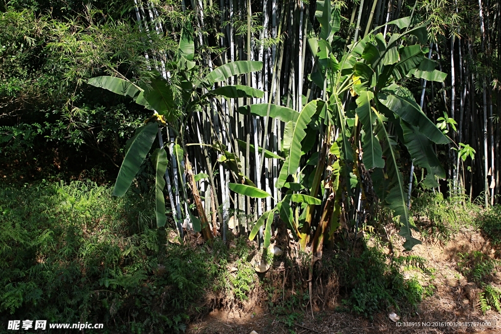 信宜旺同竹林