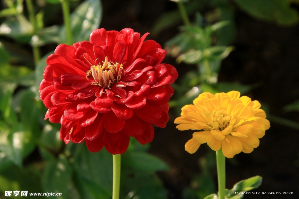 百日菊