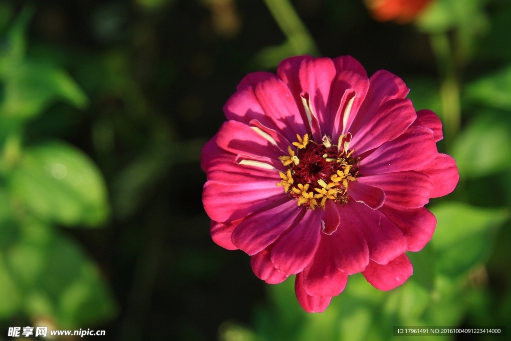 百日菊