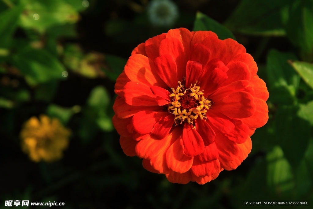 百日菊