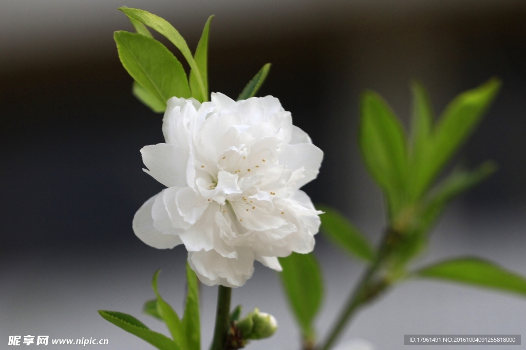 碧桃花