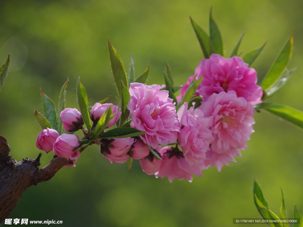 碧桃花