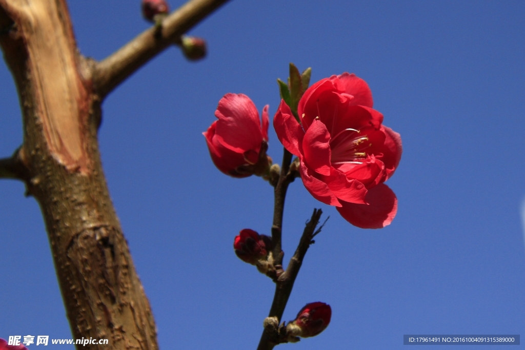 碧桃花