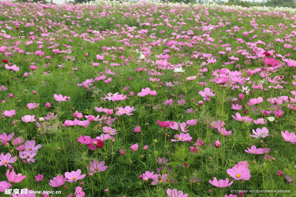 波斯菊