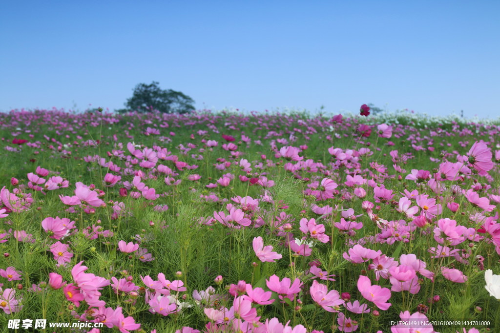 波斯菊