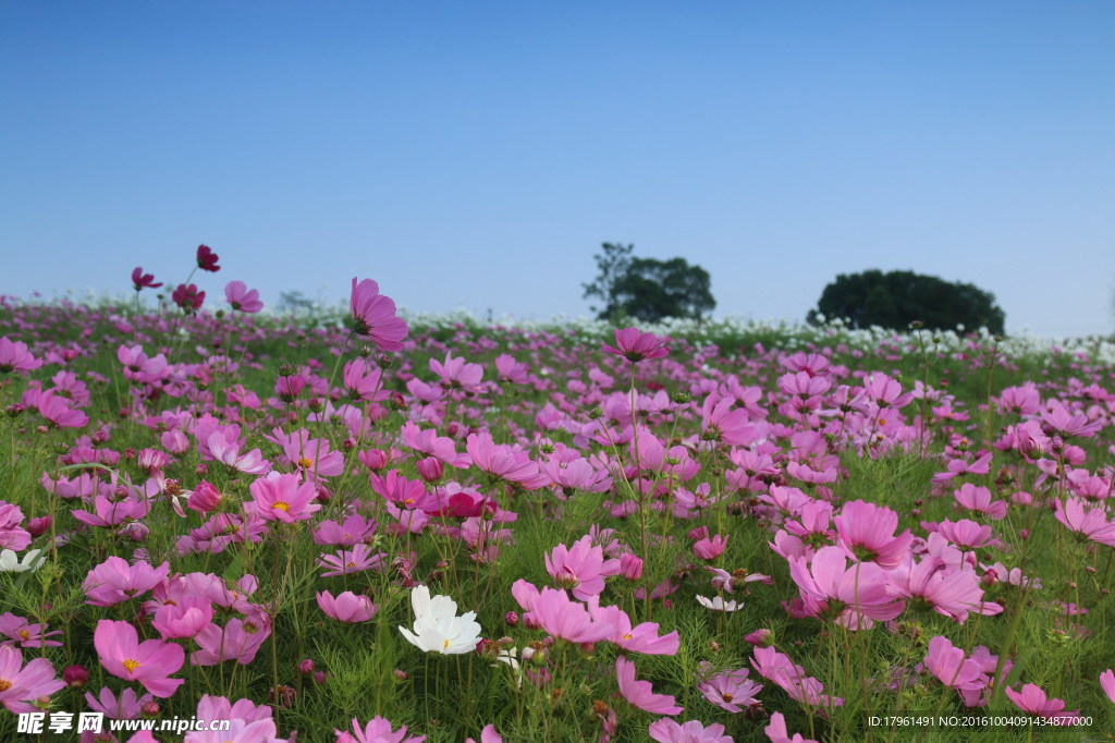 波斯菊