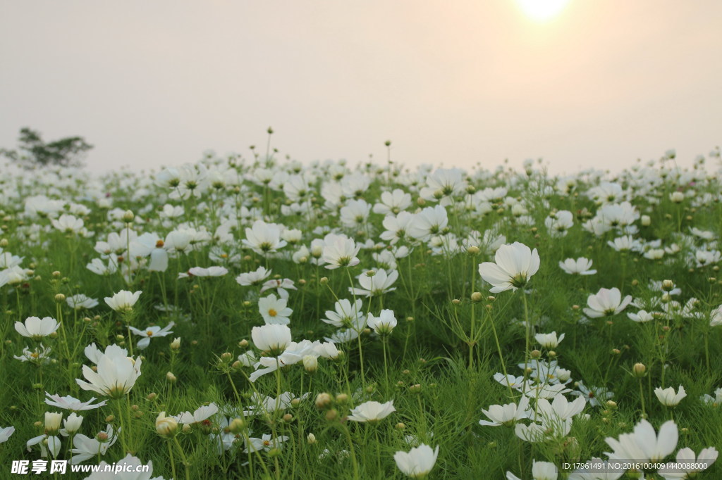 波斯菊