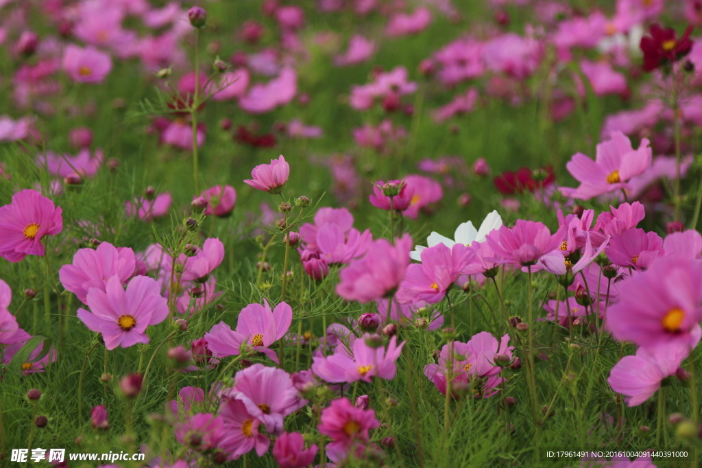 波斯菊