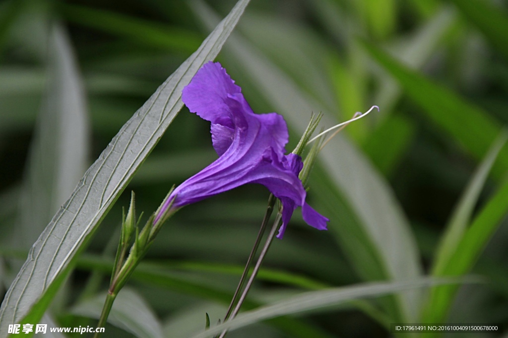 翠芦莉