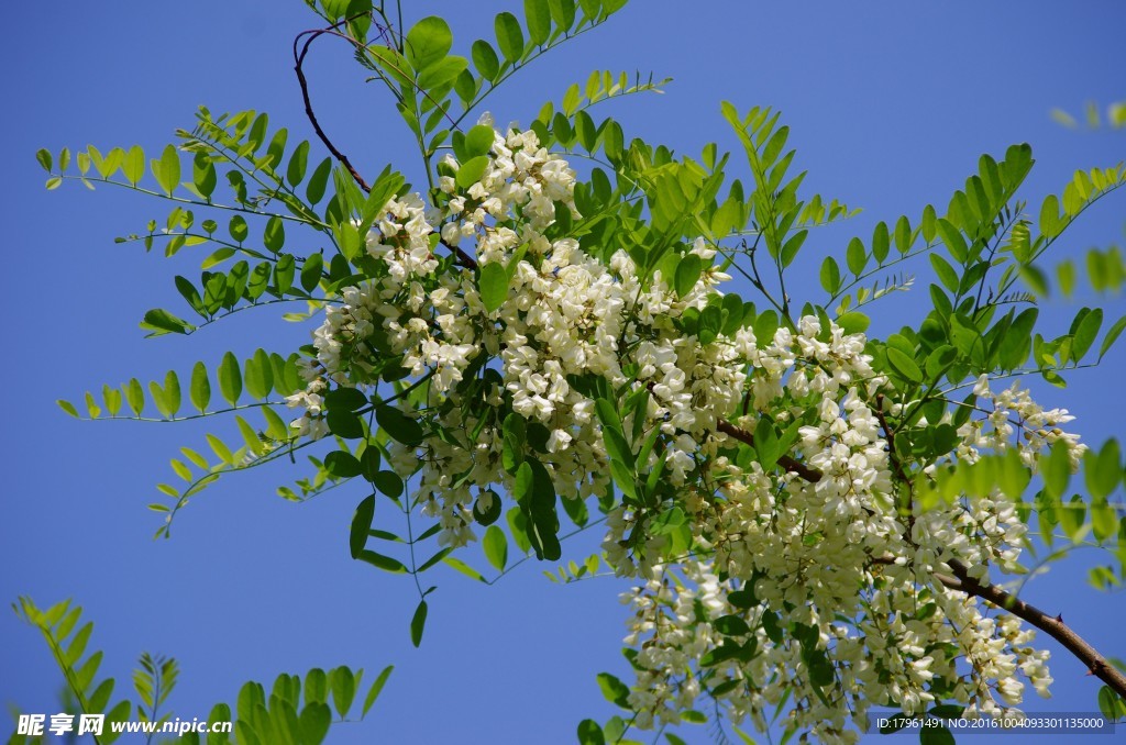 槐花