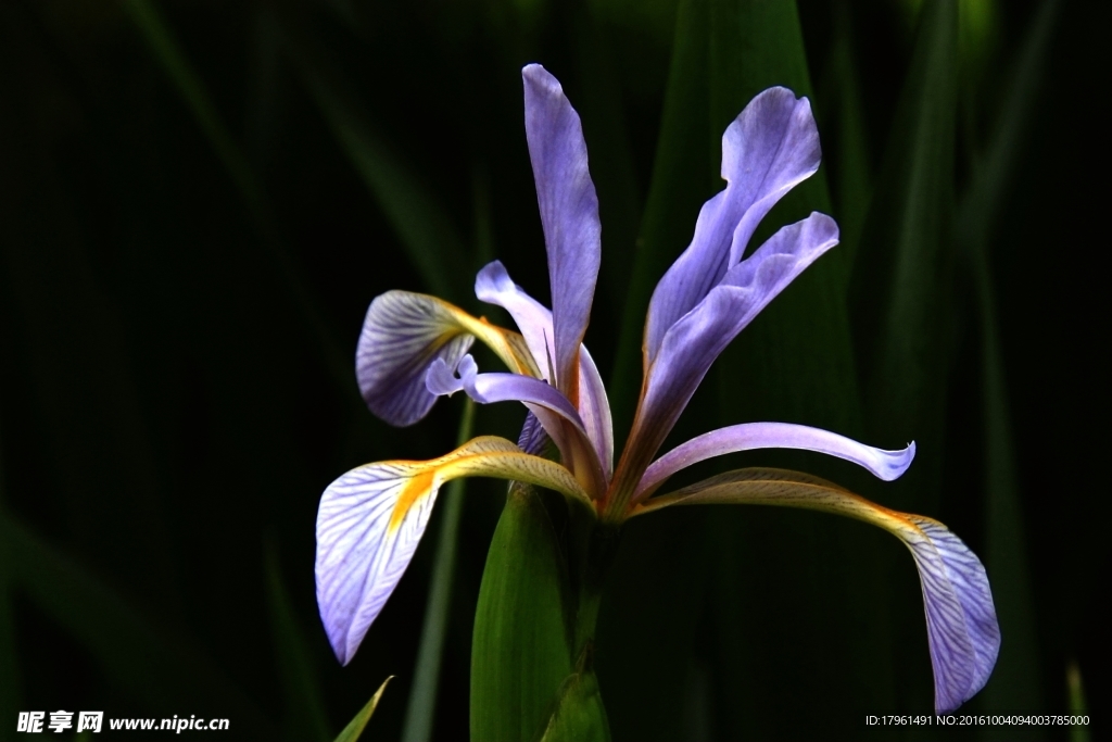 马兰花