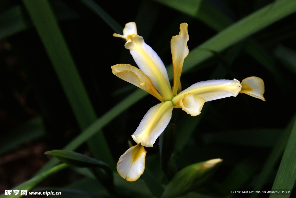 马兰花