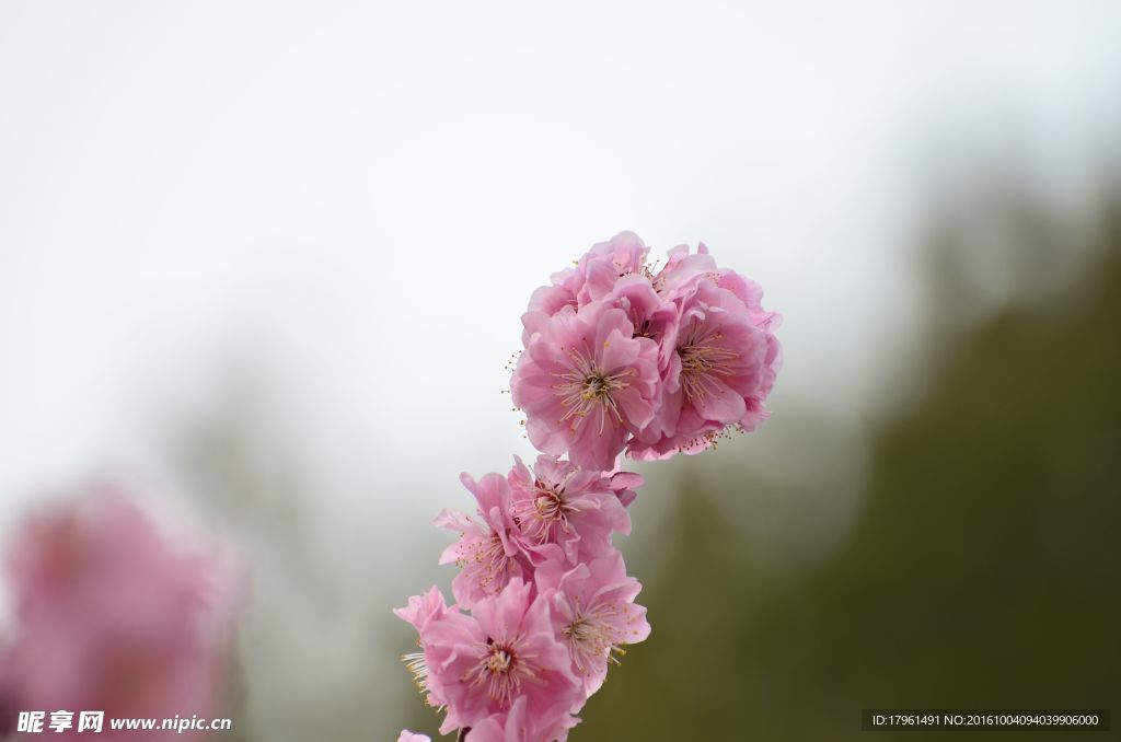 梅花