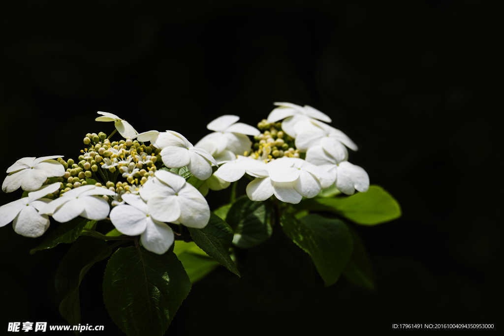 琼花