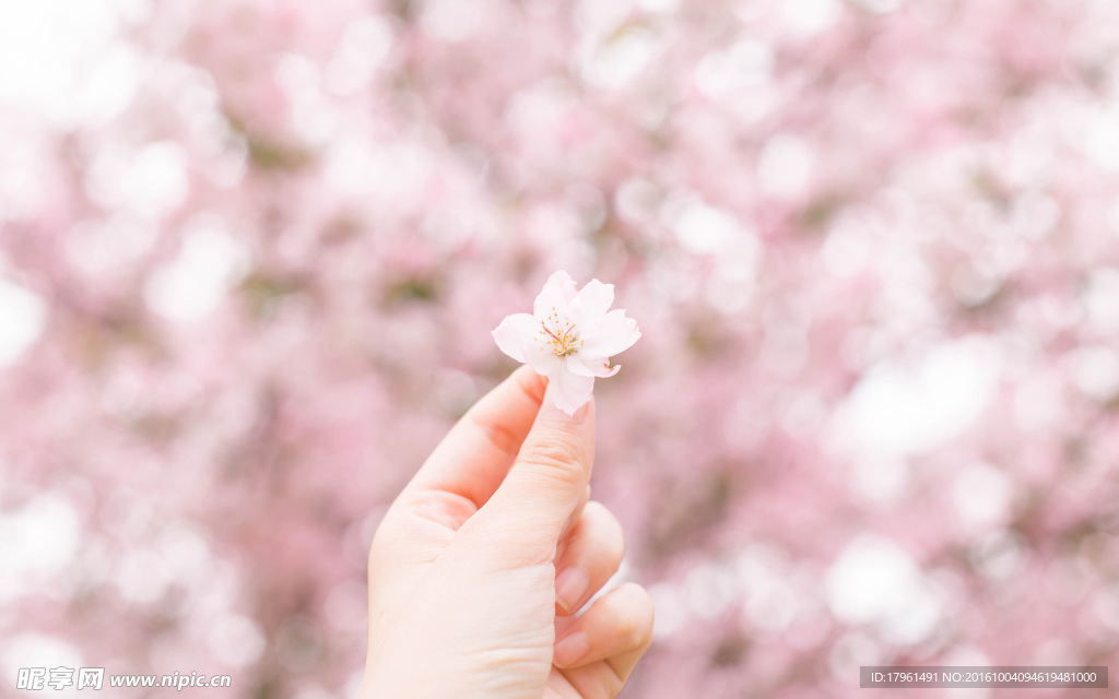 樱花