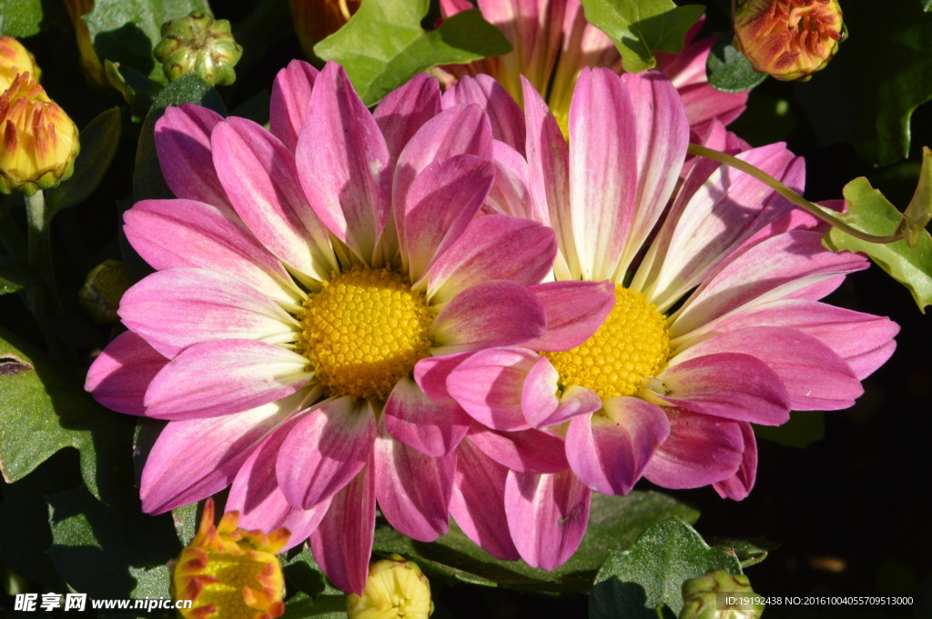 菊花