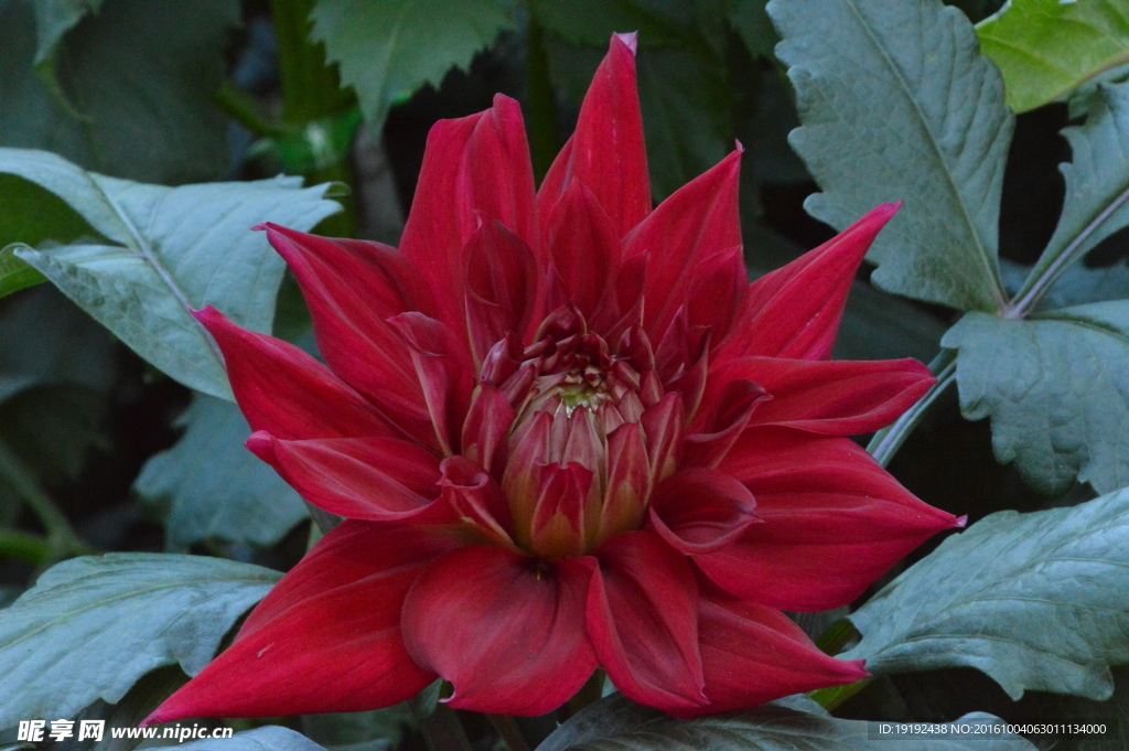 大丽花