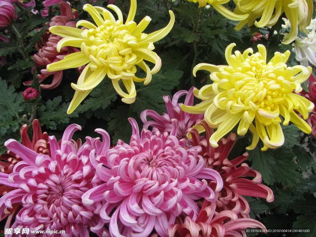 菊花