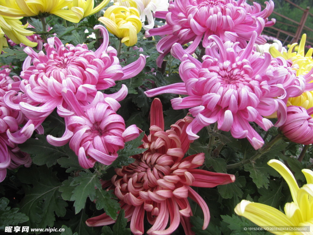菊花