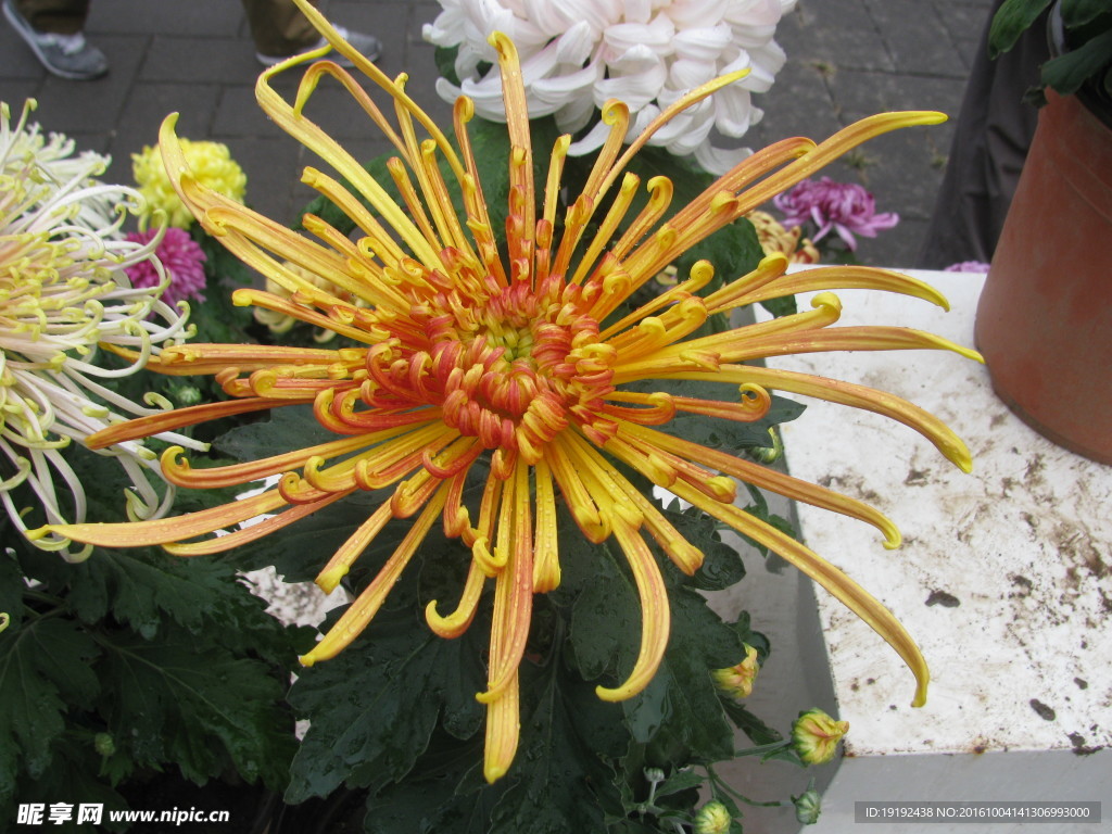 菊花