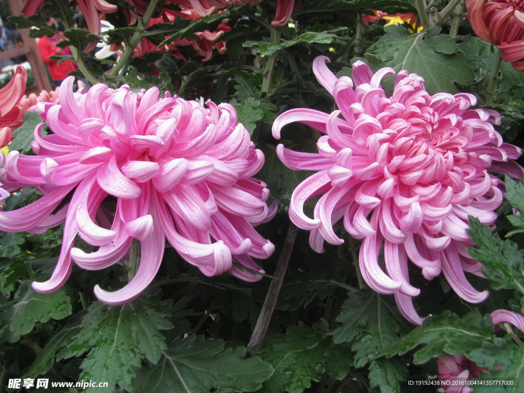 菊花