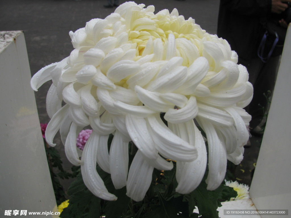 菊花