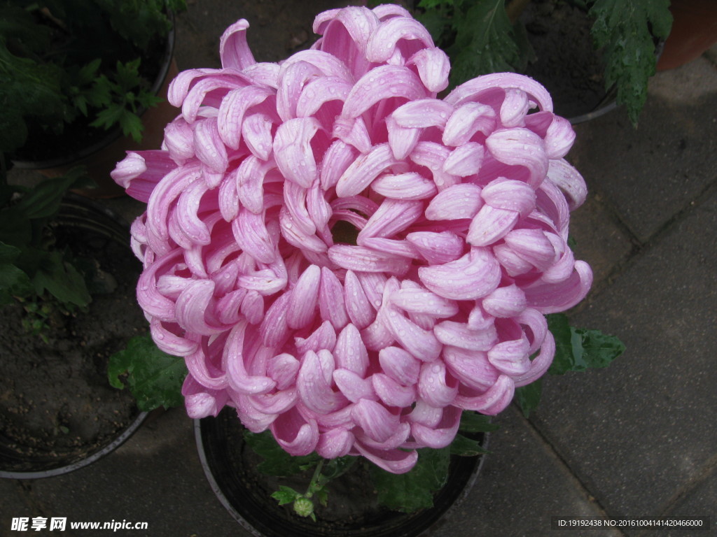 菊花